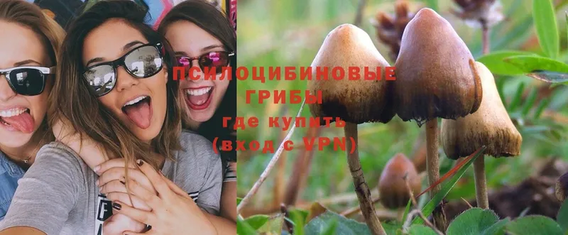 hydra зеркало  где купить наркоту  Новомосковск  Галлюциногенные грибы Psilocybe 